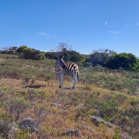 Fijnbosch Game Lodge ジェフリーズ・ベイ エクステリア 写真