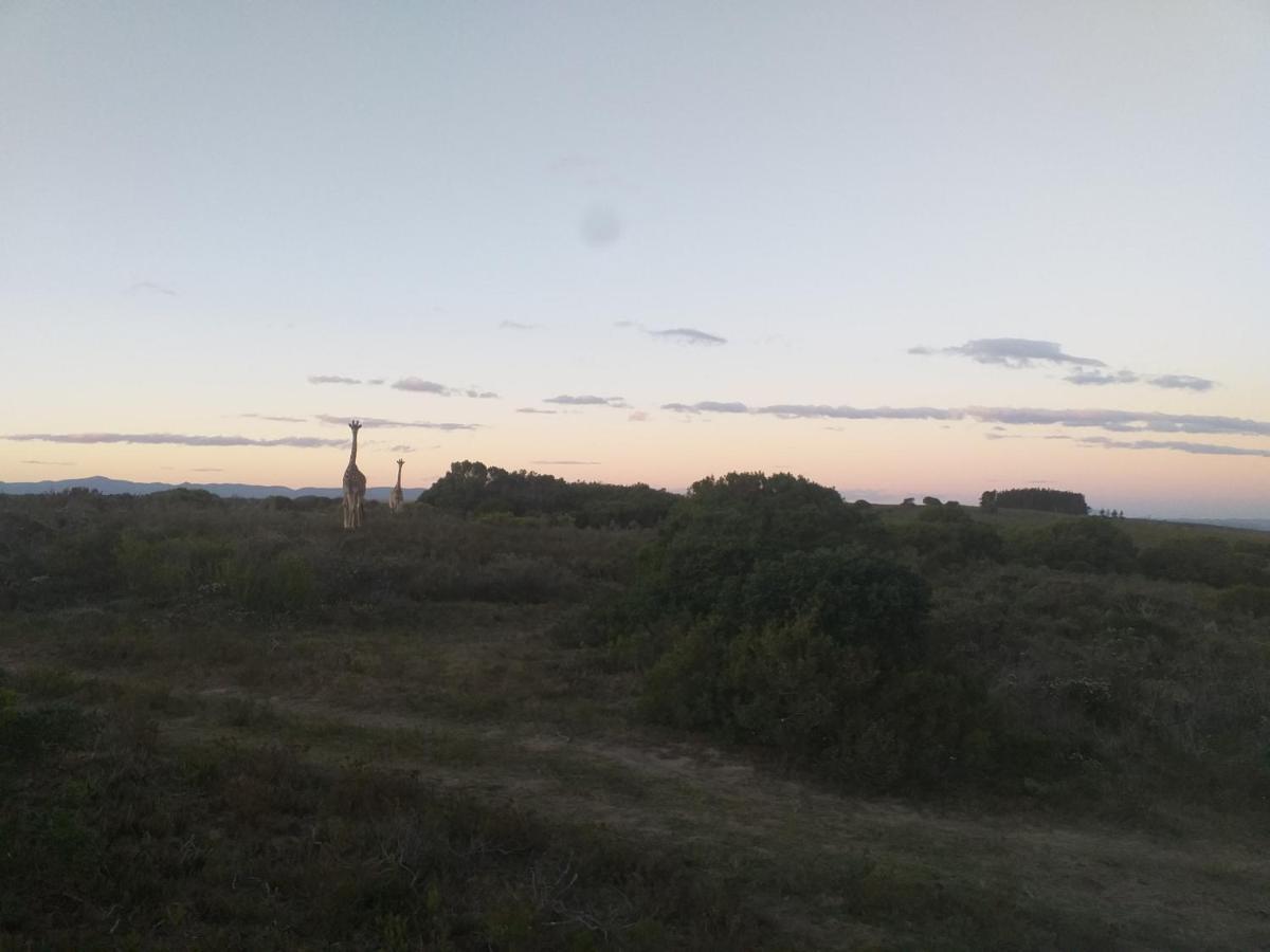 Fijnbosch Game Lodge ジェフリーズ・ベイ エクステリア 写真