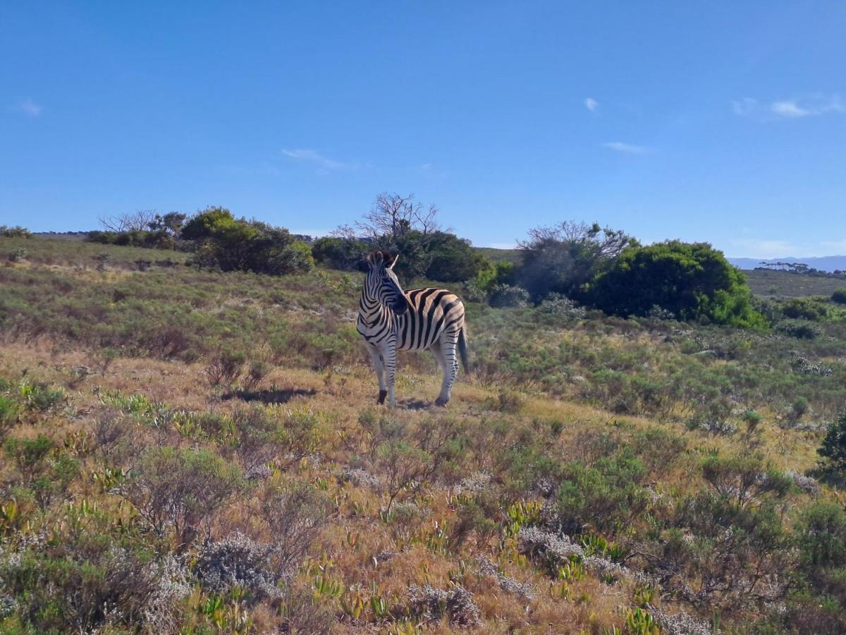 Fijnbosch Game Lodge ジェフリーズ・ベイ エクステリア 写真